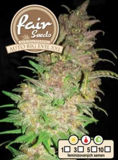 Fair Seeds Auto Big Evil XXL, feminizovaná semena konopí, samonakvétací Balení: 1 ks