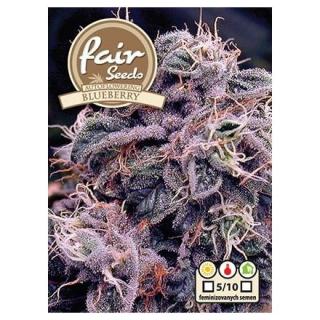 Fair Seeds Auto Blueberry, feminizovaná semena konopí, samonakvétací Balení: 1 ks