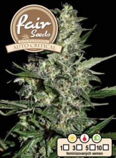 Fair Seeds Auto Critical, feminizovaná semena konopí, samonakvétací Balení: 1 ks