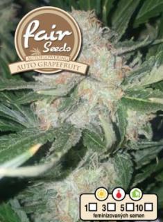 Fair Seeds Auto Grapefruit, feminizovaná semena konopí, samonakvétací Balení: 1 ks