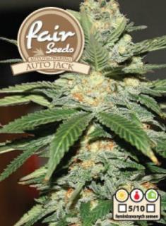 Fair Seeds Auto Jack, feminizovaná semena konopí, samonakvétací Balení: 3 ks