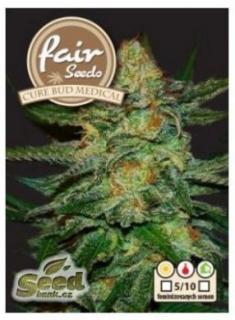 Fair Seeds Cure BuD Medical, feminizovaná semena konopí Balení: 1 ks