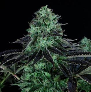 Fair Seeds Dark Star, feminizovaná semena konopí Balení: 1 ks