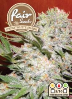 Fair Seeds Great White Shark, feminizovaná semena mariuhany Balení: 1 ks