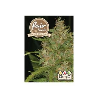 Fair Seeds Orange Bud Diesel, feminizovaná semena konopí Balení: 1 ks