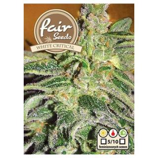 Fair Seeds White Critical, feminizovaná semena konopí Balení: 1 ks