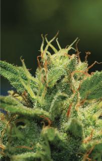 Humboldt Seed Company, Humboldt Sour Diesel Auto, autoflowering feminized Balení: 10ks