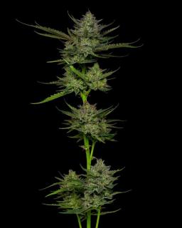 Humboldt Seed Company, Sour Apple Auto, autoflowering feminized Balení: 10ks