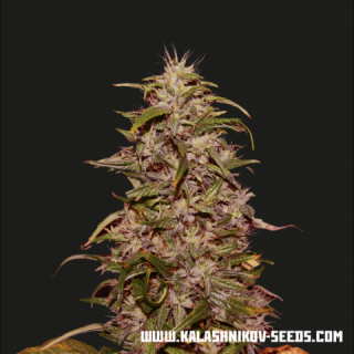 Kalashnikov Seeds Big Altai Sativa Express, feminizovaná semena konopí Balení: 10 ks