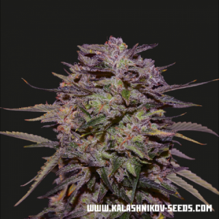 Kalashnikov Seeds Purple Russian Express, feminizovaná semena konopí Balení: 10 ks