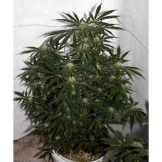 Mr. Nice Seeds Early Skunk Haze, regulérní semena konopí Balení: 18 ks