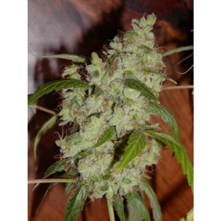 Mr. Nice Seeds Mango x Widow, regulérní semena konopí Balení: 18 ks