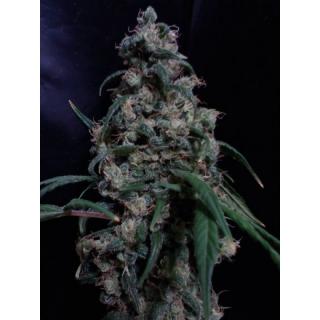 Mr. Nice Seeds NL5 x Skunk, regulérní semena konopí Balení: 18 ks