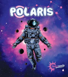 Nukaseeds POLARIS – Tato, feminizovaná semena konopí, 15ks