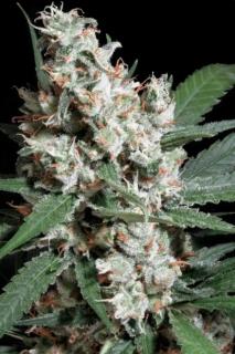 Paradise Seeds CHONG´S CHOICE L. A. Amnesia, feminizovaná semena konopí Balení: 10 ks