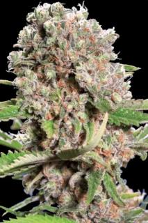 Paradise Seeds CHONG´S CHOICE Mendocino Skunk, feminizovaná semena konopí Balení: 10 ks