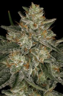 Paradise Seeds Dutch Kush, feminizovaná semena konopí Balení: 10 ks