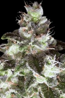 Paradise Seeds Original White Widow, feminizovaná semena konopí Balení: 5 ks