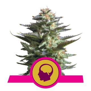 Royal Queen Seeds Amnesia Haze, feminizovaná semena konopí Balení: 10 ks, počet ks: 10 ks