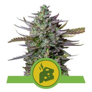 Royal Queen Seeds Blue Cheese Automatic, feminizovaná semena konopí, samonakvétací Balení: 10 ks