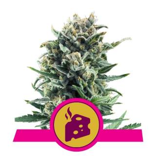 Royal Queen Seeds Blue Cheese, feminizovaná semena konopí Balení: 10 ks