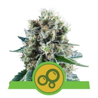 Royal Queen Seeds Bubble Kush Automatic, feminizovaná semena konopí, samonakvétací Balení: 10 ks