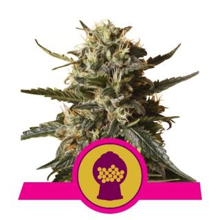 Royal Queen Seeds Bubblegum XL, feminizovaná semena konopí Balení: 10 ks