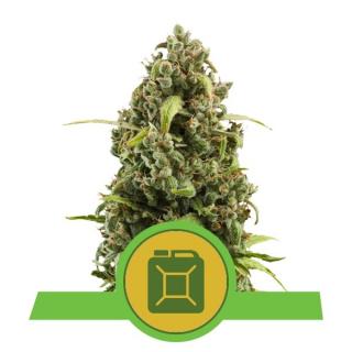 Royal Queen Seeds Diesel Automatic, feminizovaná semena konopí, samonakvétací Balení: 10 ks