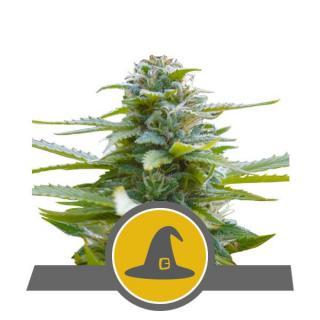 Royal Queen Seeds Exotic Witch, regulérní semena konopí Balení: 10 ks