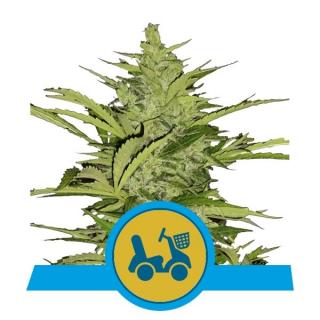 Royal Queen Seeds Fast Eddy Automatic CBD, feminizovaná semena konopí, samonakvétací Balení: 10 ks