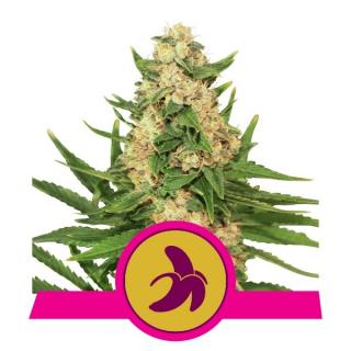 Royal Queen Seeds Fat Banana, feminizovaná semena konopí Balení: 10 ks