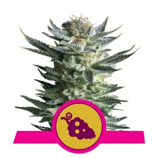 Royal Queen Seeds Fruit Spirit, feminizovaná semena konopí Balení: 10 ks