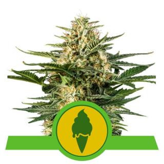 Royal Queen Seeds Green Gelato Automatic, feminizovaná semena konopí, samonakvétací Balení: 10 ks