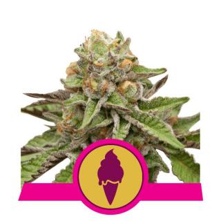 Royal Queen Seeds Green Gelato, feminizovaná semena konopí Balení: 10 ks