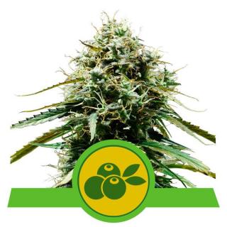 Royal Queen Seeds Haze Berry Automatic, feminizovaná semena konopí, samonakvétací Balení: 10 ks