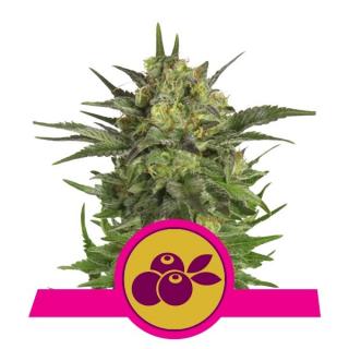 Royal Queen Seeds Haze Berry, feminizovaná semena konopí Balení: 10 ks