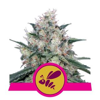 Royal Queen Seeds Honey Cream Fast, feminizovaná semena konopí, fast Balení: 10 ks