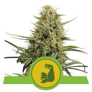 Royal Queen Seeds Hulkberry Automatic, feminizovaná semena konopí, samonakvétací Balení: 10 ks