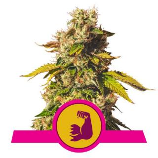 Royal Queen Seeds Hulkberry, feminizovaná semena konopí Balení: 10 ks