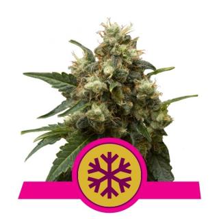 Royal Queen Seeds Ice, feminizovaná semena konopí Balení: 10 ks