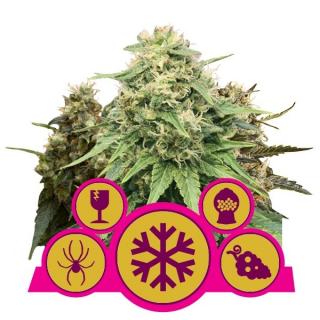 Royal Queen Seeds Indoor feminizovaná Mix, feminizovaná semena konopí Balení: 10 ks