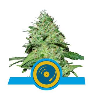 Royal Queen Seeds Joanne´s CBD, feminizovaná semena konopí Balení: 3 ks