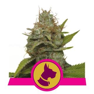 Royal Queen Seeds Kali Dog, feminizovaná semena konopí Balení: 10 ks