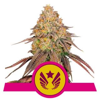 Royal Queen Seeds Legendary Punch, feminizovaná semena konopí Balení: 10 ks