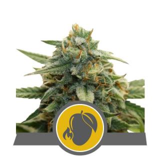 Royal Queen Seeds Mango Crunch, regulérní semena konopí Balení: 10 ks