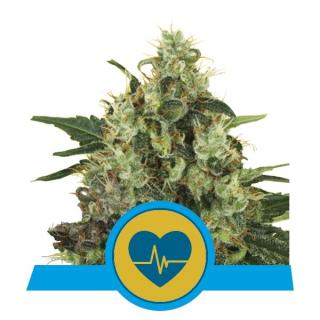 Royal Queen Seeds Medical Mass, feminizovaná semena konopí Balení: 10 ks