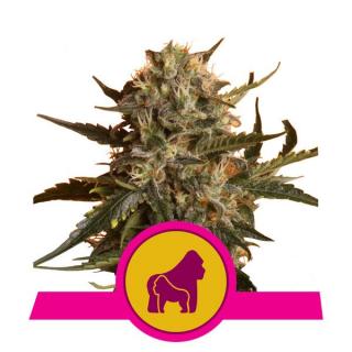 Royal Queen Seeds Mother Gorilla, feminizovaná semena konopí Balení: 10 ks