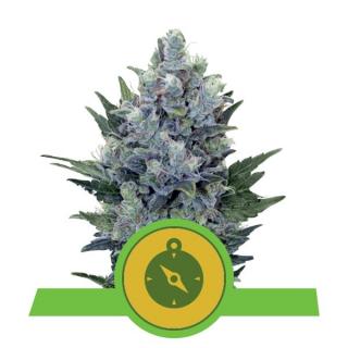 Royal Queen Seeds Northern Light Automatic, feminizovaná semena konopí, samonakvétací Balení: 10 ks