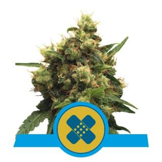 Royal Queen Seeds Painkiller XL Medical, feminizovaná semena konopí Balení: 10 ks