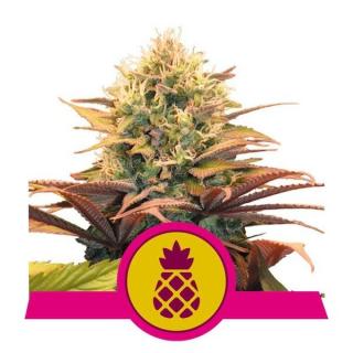 Royal Queen Seeds Pineapple Kush, feminizovaná semena konopí Balení: 10 ks